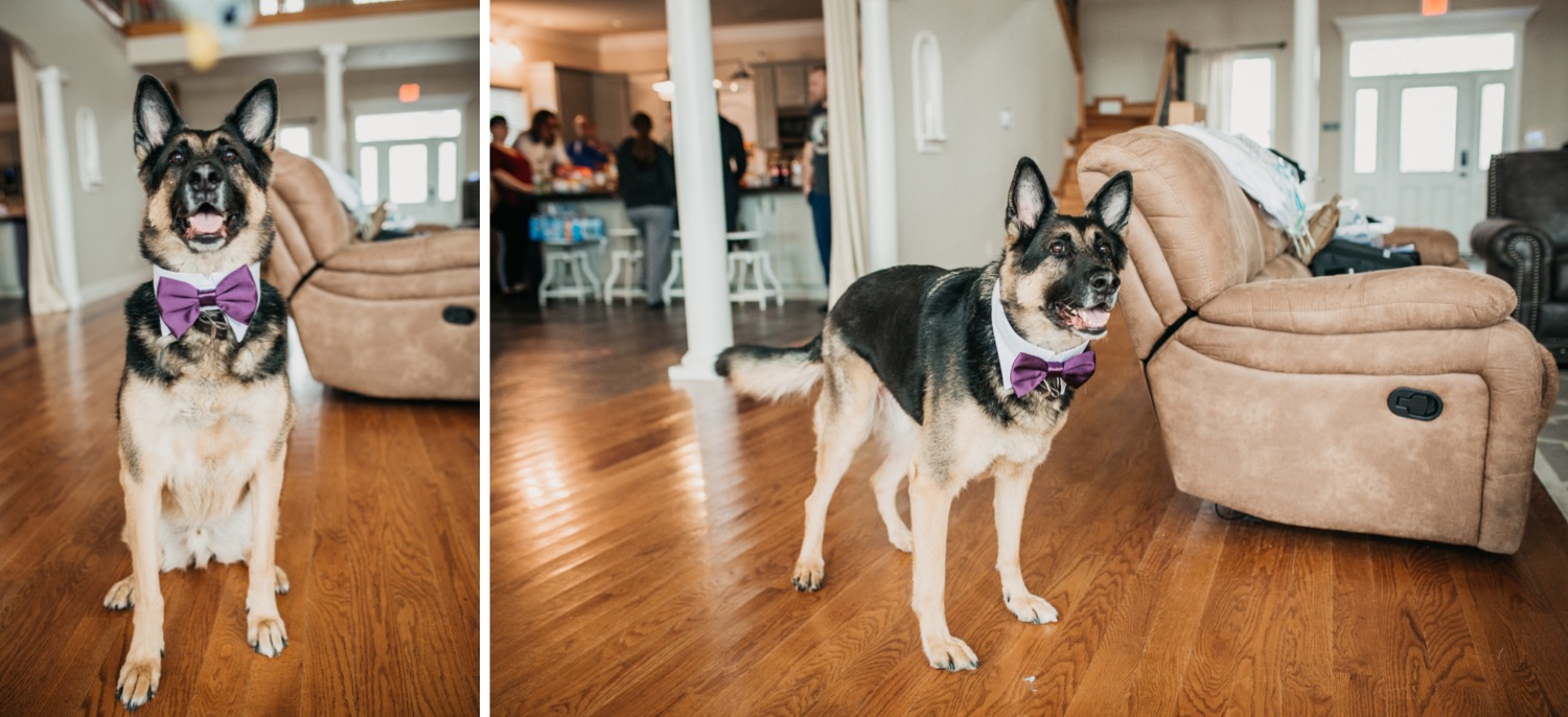 dog-with-bowtie-for-wedding
